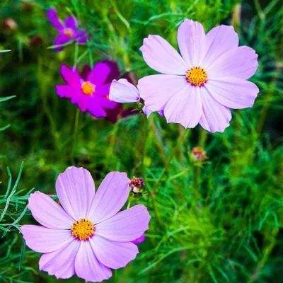 皇冠手机登录地址hg